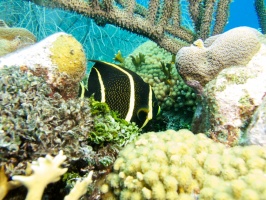 Juvenile French Angelfish IMG 7019